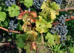 Cabernet6_300_gross
