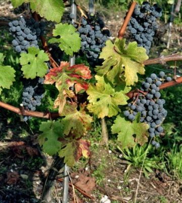 Cabernet6_300_gross