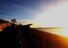 Rebberg3_gross