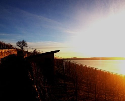 Rebberg3_gross