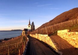 Rebberg6_gross