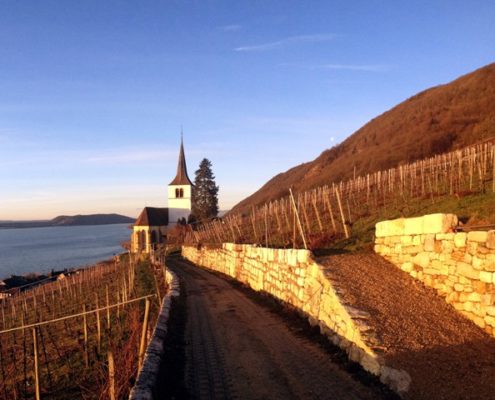 Rebberg6_gross